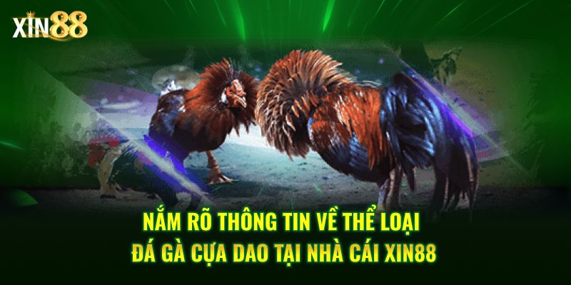 đá gà cựa dao 2