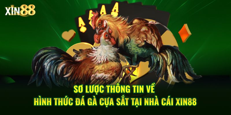 đá gà cựa sắt 2