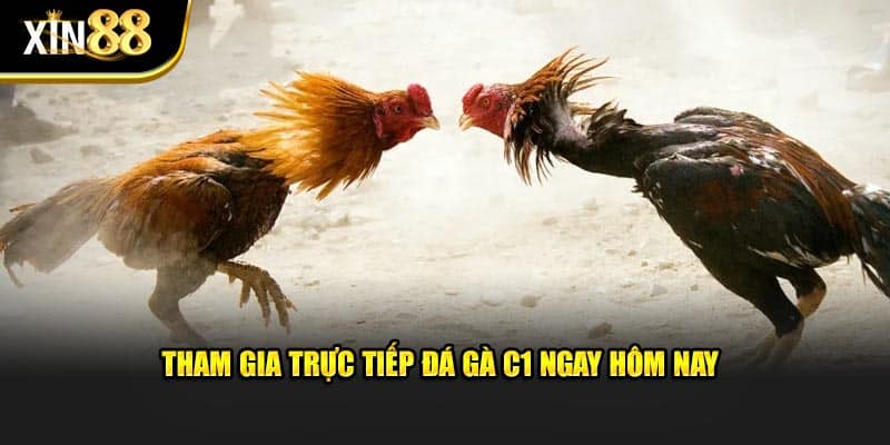 Trực tiếp đá gà c1-2